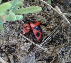 Dismegistus binotatus