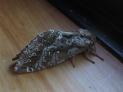 Dumbletonius characterifer