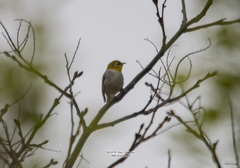 Zosterops erythropleurus