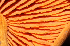 Cortinarius cinnamomeus