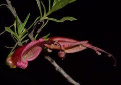 Eremophila decipiens