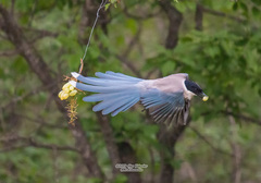 Azure-Winged Magpie photo 2