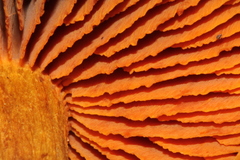 Cortinarius cinnamomeus