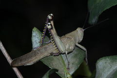 Valanga nigricornis