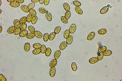 Cortinarius cinnamomeus