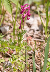 Corydalis buschii