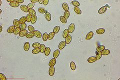 Cortinarius cinnamomeus