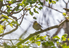 Zosterops erythropleurus