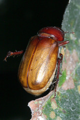 Coleoptera