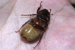 Coleoptera