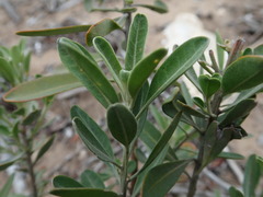 Clutia daphnoides