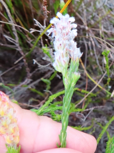 Image of Spatalla ericoides by (c) linkie, some rights reserved (CC BY)