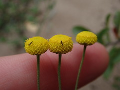 Pentziinae
