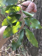 Toechima tenax