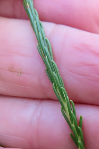 Image of Heath Spoon by (c) linkie, some rights reserved (CC BY)