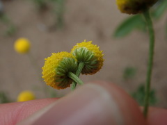 Pentziinae