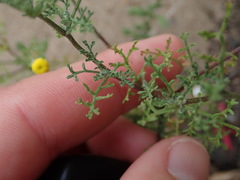 Pentziinae