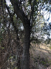 Toechima tenax