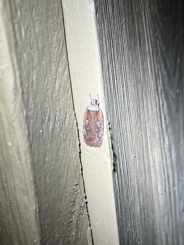Walsingham's Agonopterix Moth photo 3