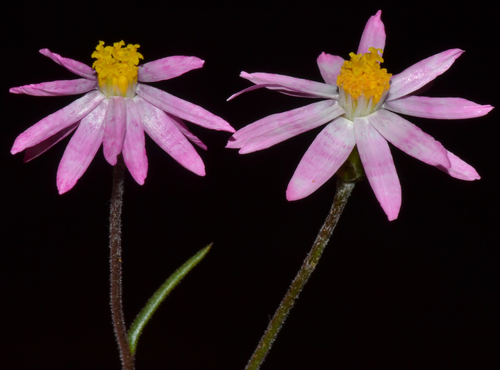 Lawrencella rosea Lindl.
