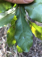 Toechima tenax