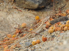 Microlophus occipitalis