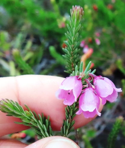 Image of Erica axilliflora by (c) linkie, some rights reserved (CC BY)