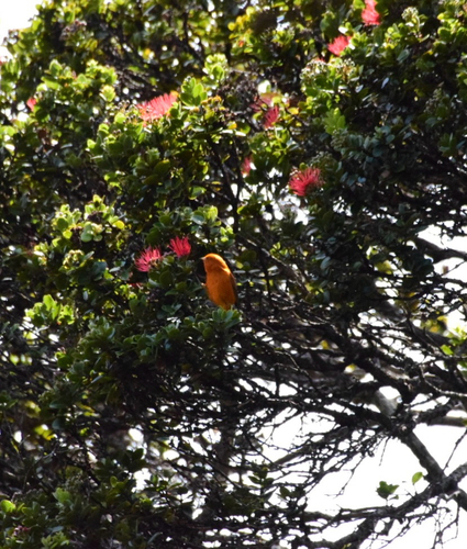 Loxops coccineus observed 2025-09-14
