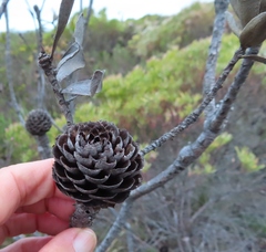Leucadendron elimense elimense