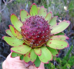 Leucadendron elimense elimense
