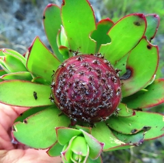 Leucadendron elimense elimense