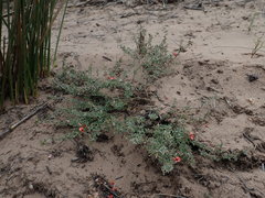 Indigofera sp12