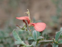 Indigofera sp12