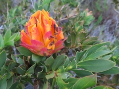 Liparia splendens comantha