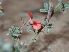 Indigofera sp12