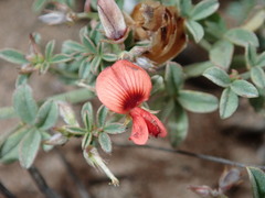 Indigofera sp12