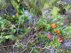Liparia splendens comantha