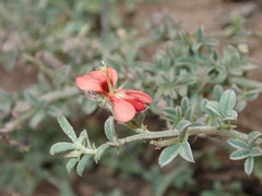 Indigofera sp12