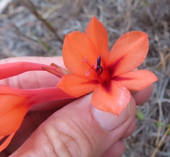 Watsonia stenosiphon