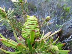 Leucadendron platyspermum