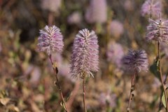 Ptilotus nobilis
