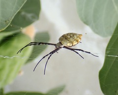 Argiope