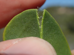 Robsonodendron maritimum