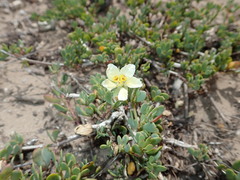 Roepera maritima