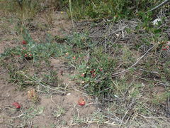 Hermannia joubertiana