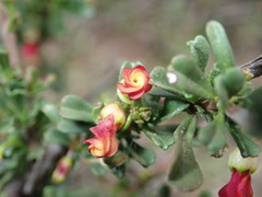 Hermannia joubertiana
