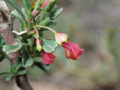 Hermannia joubertiana