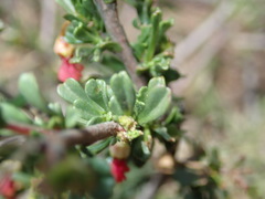 Hermannia joubertiana