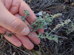 Indigofera porrecta
