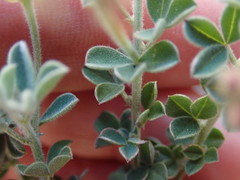 Indigofera porrecta